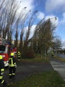 Baum in Stromleitung